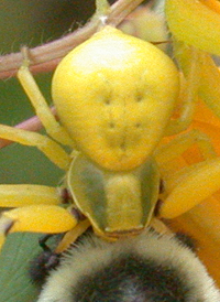 White-banded Crab Spider